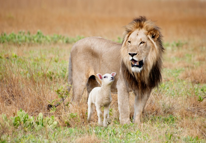 Photo illustration of a male lion and small lamb standing beside each other.