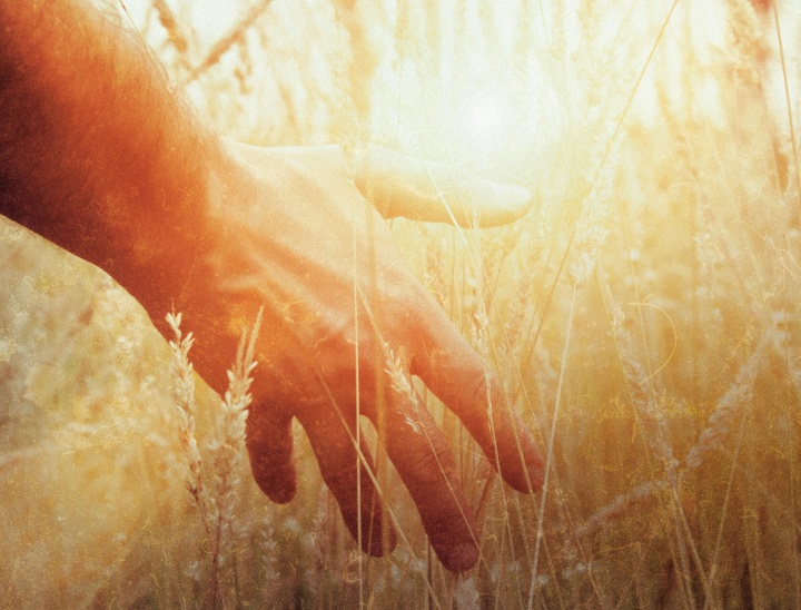 A man's hand touching stalks of wheat.