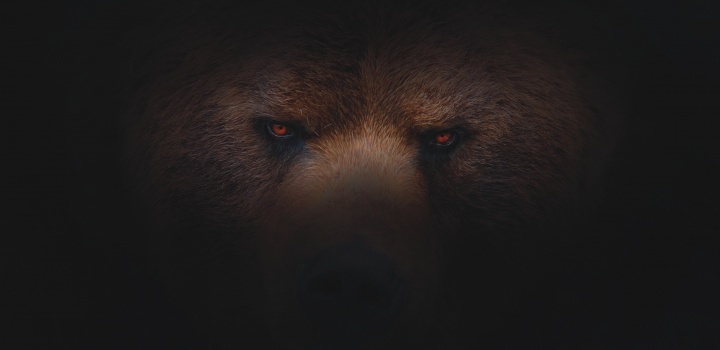 The eyes of a bear.