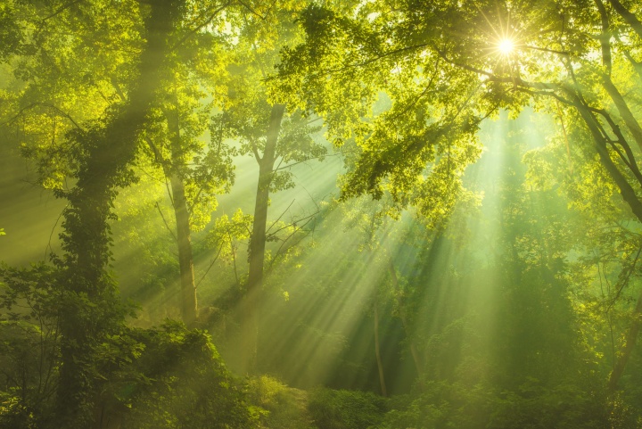 Sunlight shining through trees.