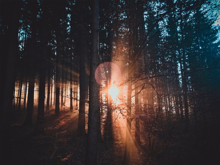 Sun rays shining through a forest of trees.
