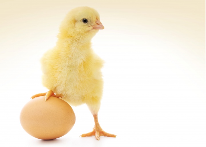 A baby chick and an egg.