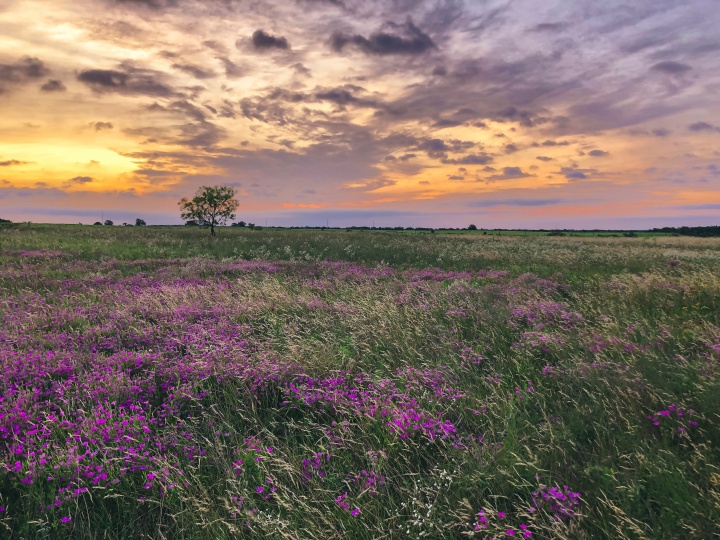 A field in Texas.