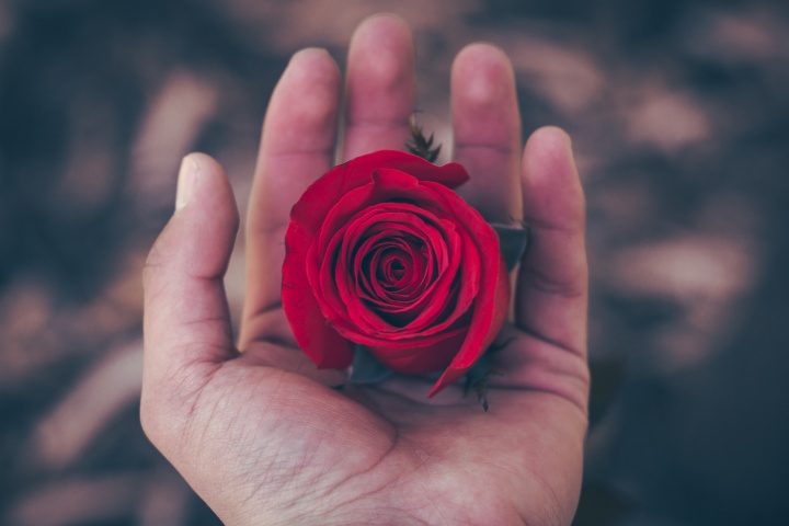 Photo of person's hand holding a perfect rose.