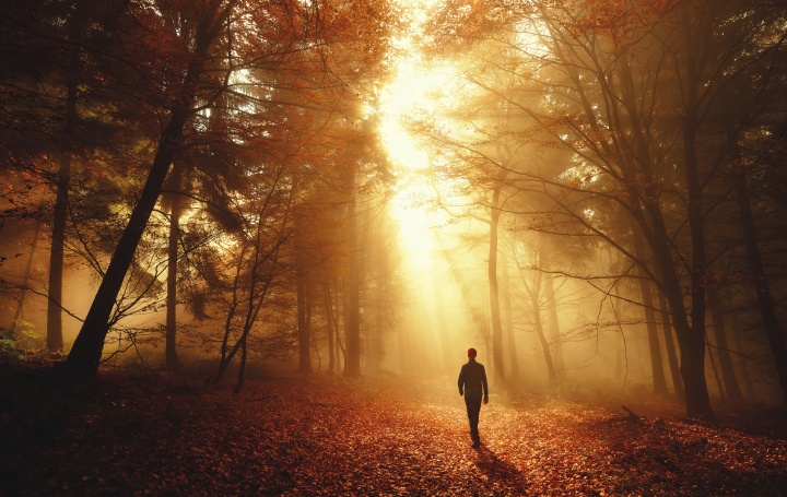 A person walking in the forest.