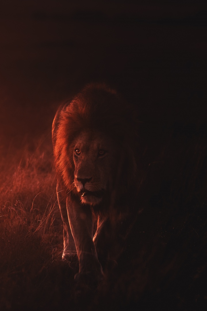 A lion partially bathed in ominous red light