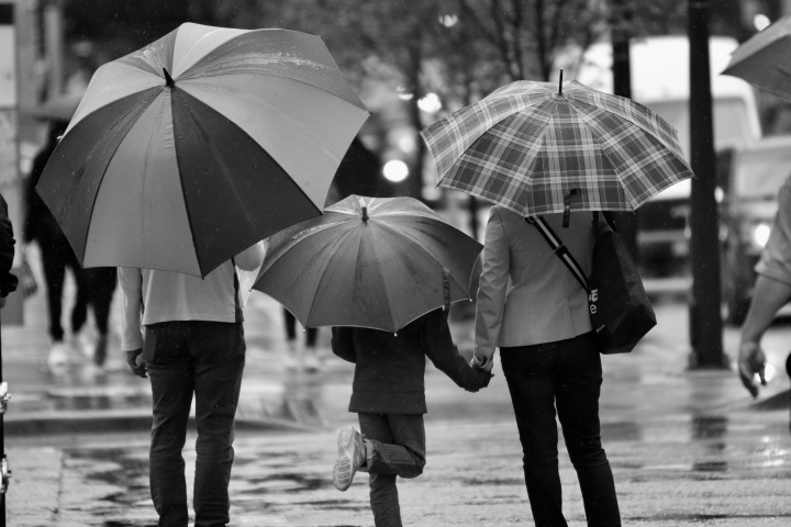 A family walking in the rain holding umbrellas. 