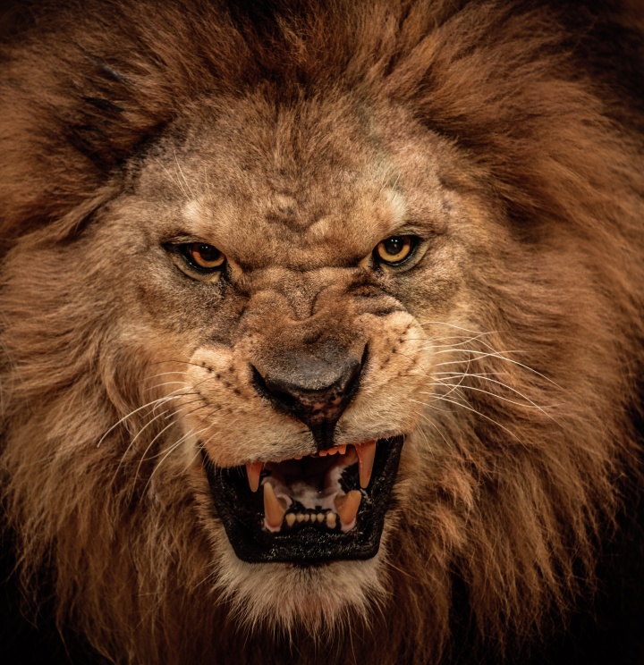 A lions face.