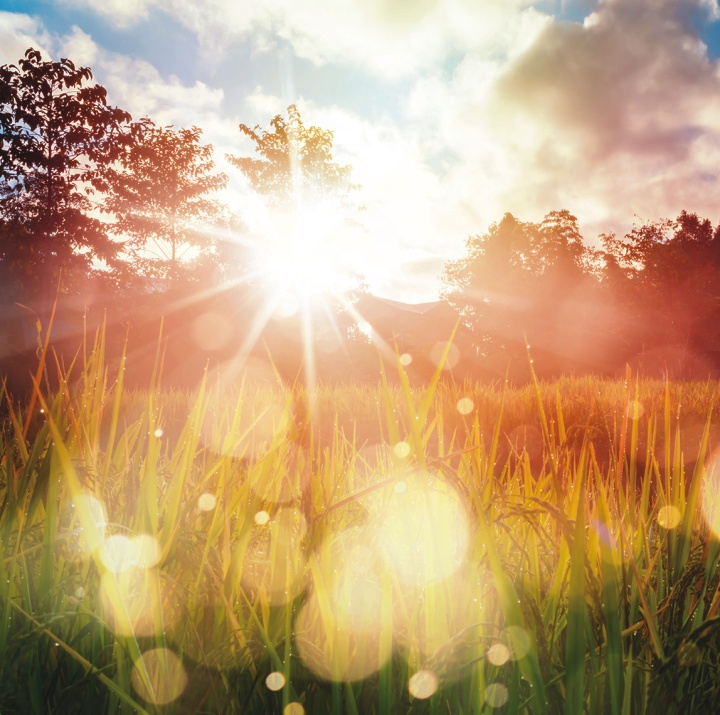 Sunrays through a field.