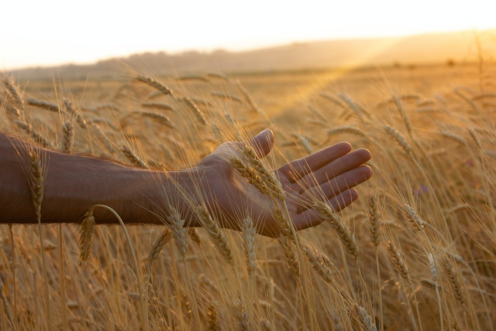 A hand touching wheat plants.