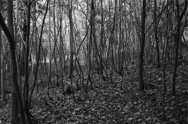 A dark woods.