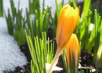 crocus flower in snow