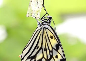 Monarch butterfly coming out of cocoon.