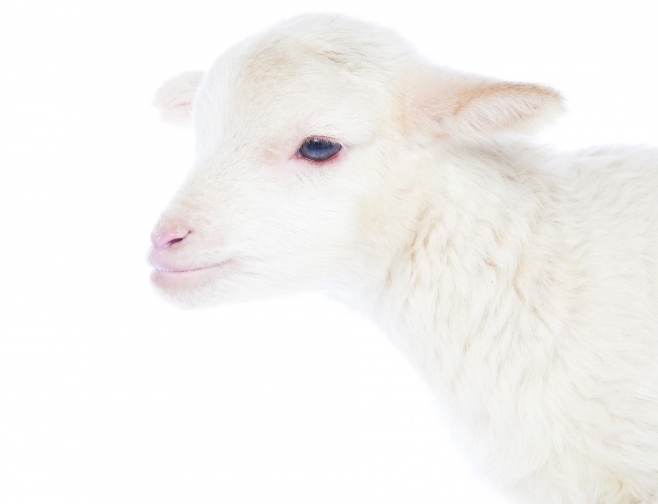 A lamb on a white background.