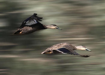 ducks in flight