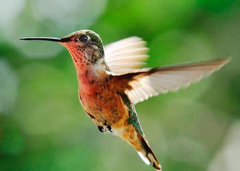 Hummingbird in flight.