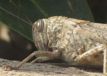 Upclose picture of a locust head.