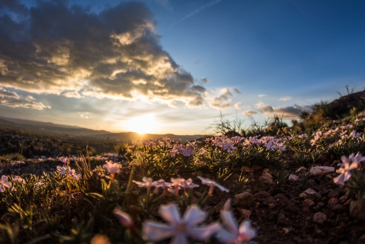 Sunset over field of flowers.