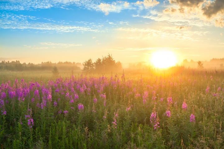 Sunset over a field of flowers.