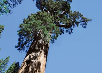 Lessons From the Mighty Sequoia