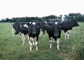 A herd of cows