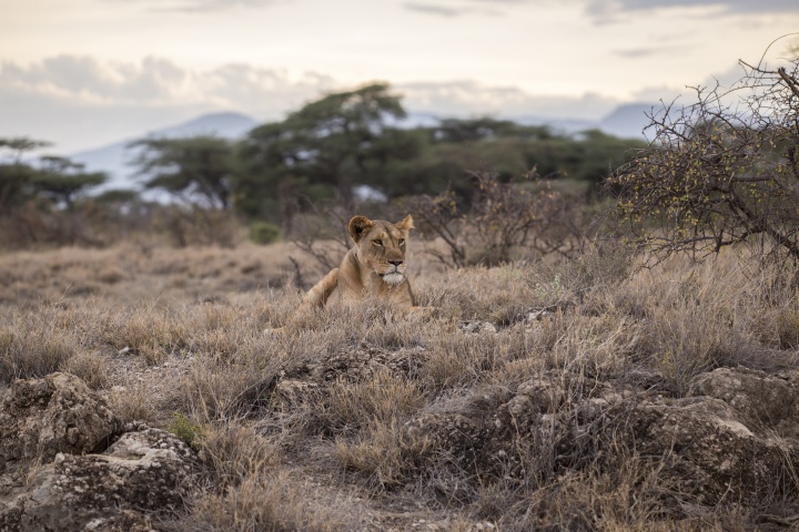 A lion sitting in field of grass.