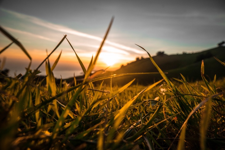 Sunlight through blades of tall grass.