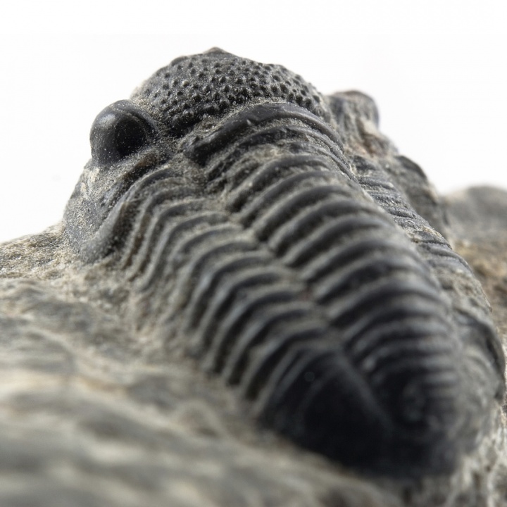 Trilobite fossil