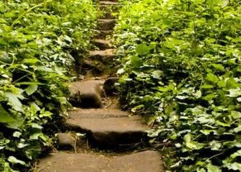 uneven steps in the woods