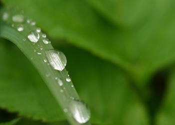 Rain in Due Season - rain drops on a blade of grass