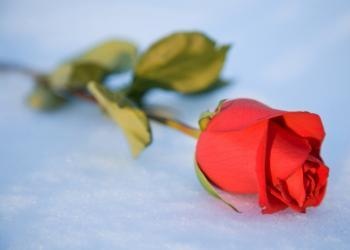 Sing red rose on the snow - Reflections on the Dunblane Tragedy 