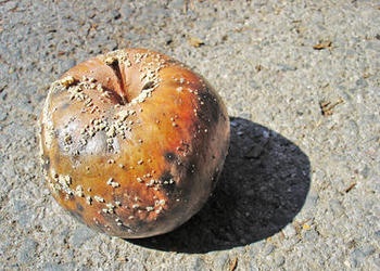 Rotten apple on concrete.