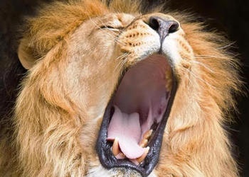 A lion with it's mouth wide open.