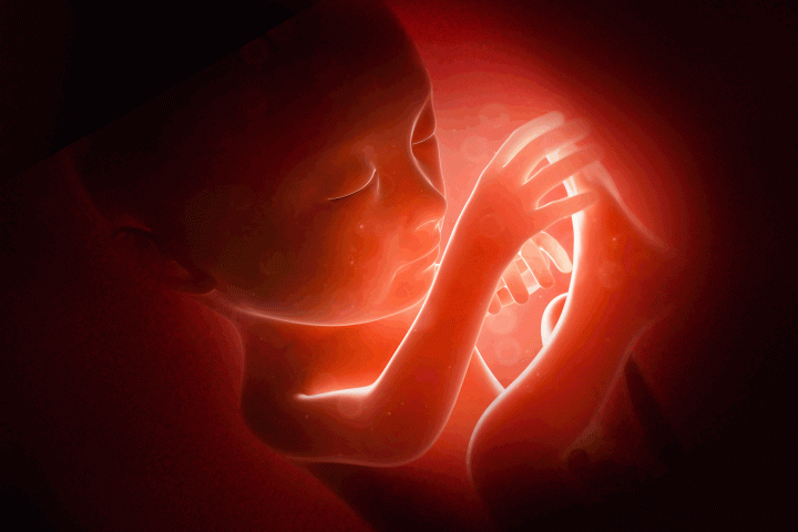 Baby in a womb