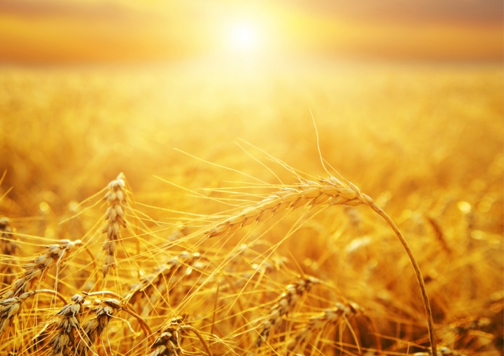 Wheat basking in the sunlight.
