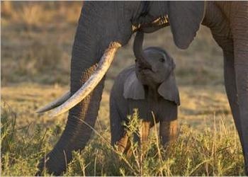 The Luangwa Elephants: A Lesson for All