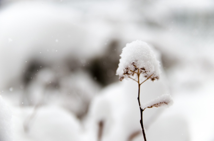 Fresh white snow on top of a small plant.