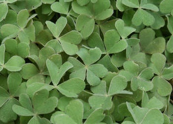 Patch of clovers