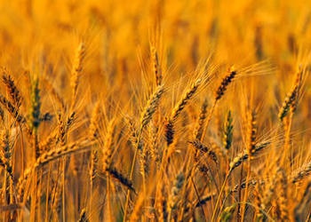 A field of wheat.