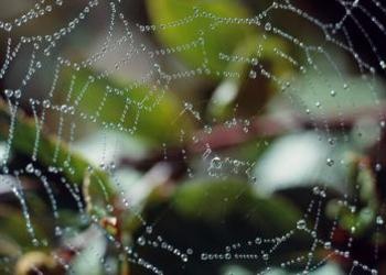 The Spider and Its Web