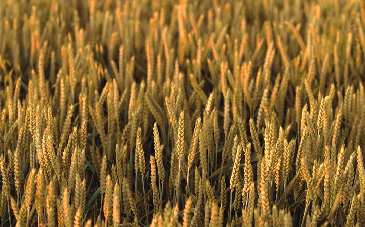 Barley field.