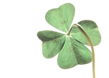 four leaf clover