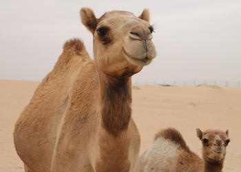 camel and baby camel