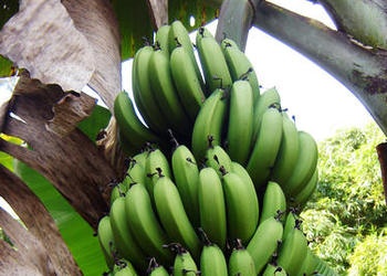 banana plant