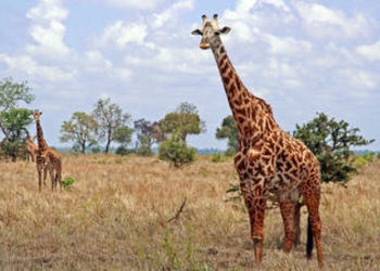 Vertical News: Giraffe Leg Ligaments, Elements of Design | United ...