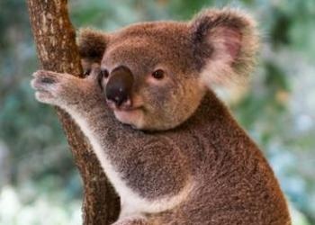 koala in tree