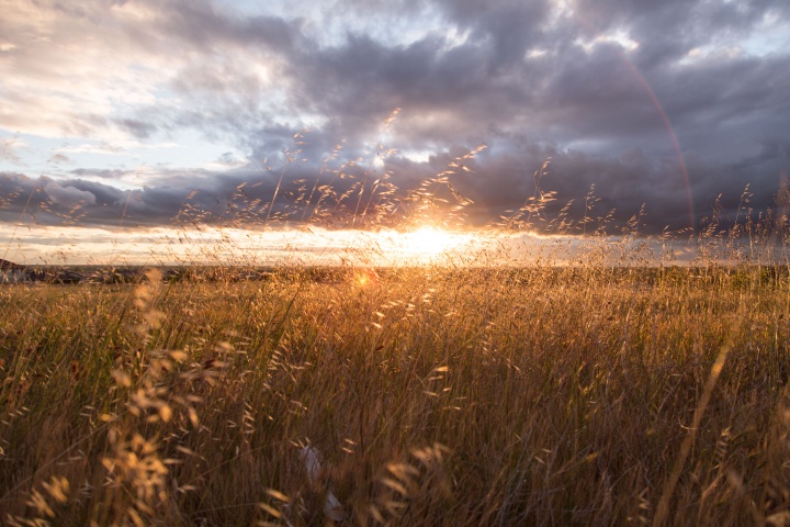 Sunrise over a field.