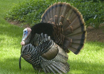 turkey bird