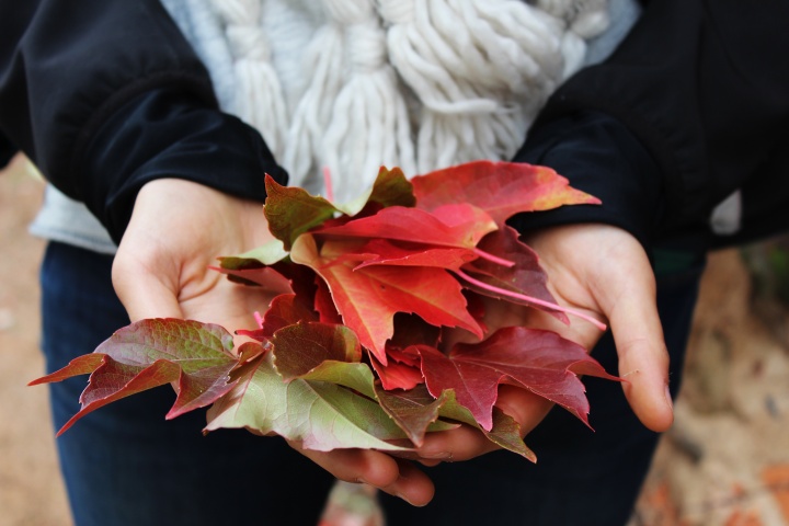 A woman's hands holding leaves.