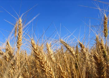 field of wheat